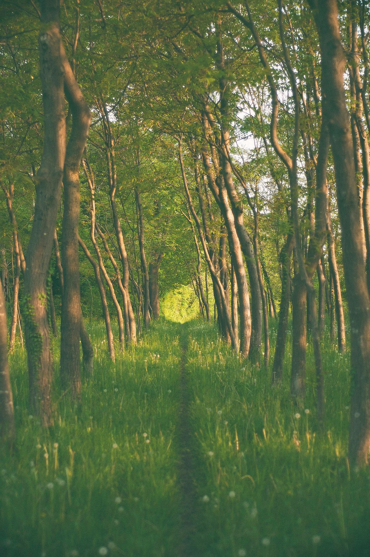 green grasses and tall trees during daytime